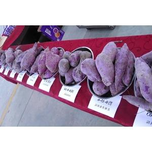 紫薯优良品种